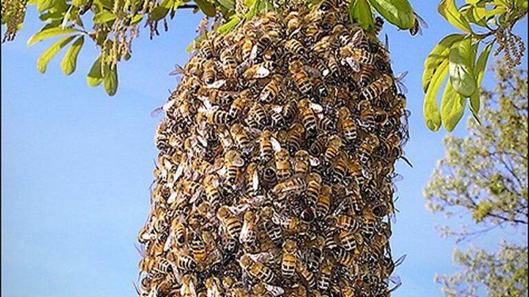 Swarm Mentality