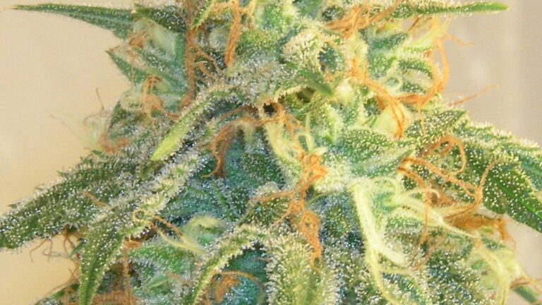UPDATE: Amsterdam Cannabis Cup Raided, for the First Time in 24 Years
