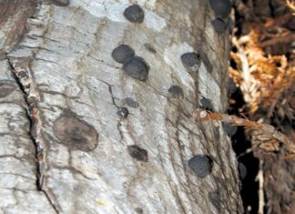 Apps for Oak Trees