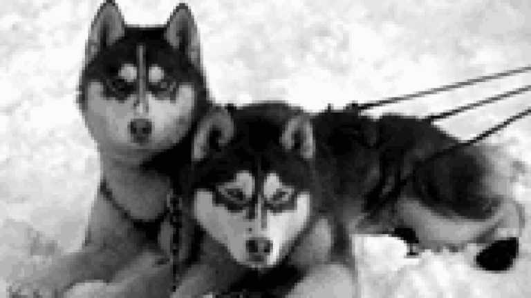 Bad Dogs