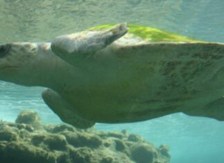 Toxic Turtles: Long-lasting Chemicals May Be Harming Sea Turtles