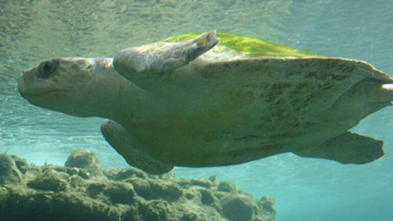 Toxic Turtles: Long-lasting Chemicals May Be Harming Sea Turtles
