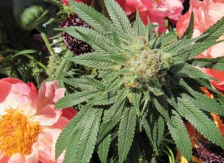In California, Cannabis Cup Season Hampered by Prop 64