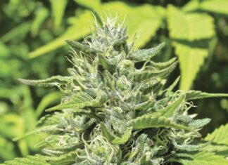 Cannabis Tax Relief, Workers’ Rights Bills Fail in Sacramento