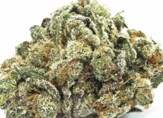 The Cannabis Strains of Summer (for Every Tolerance Level)