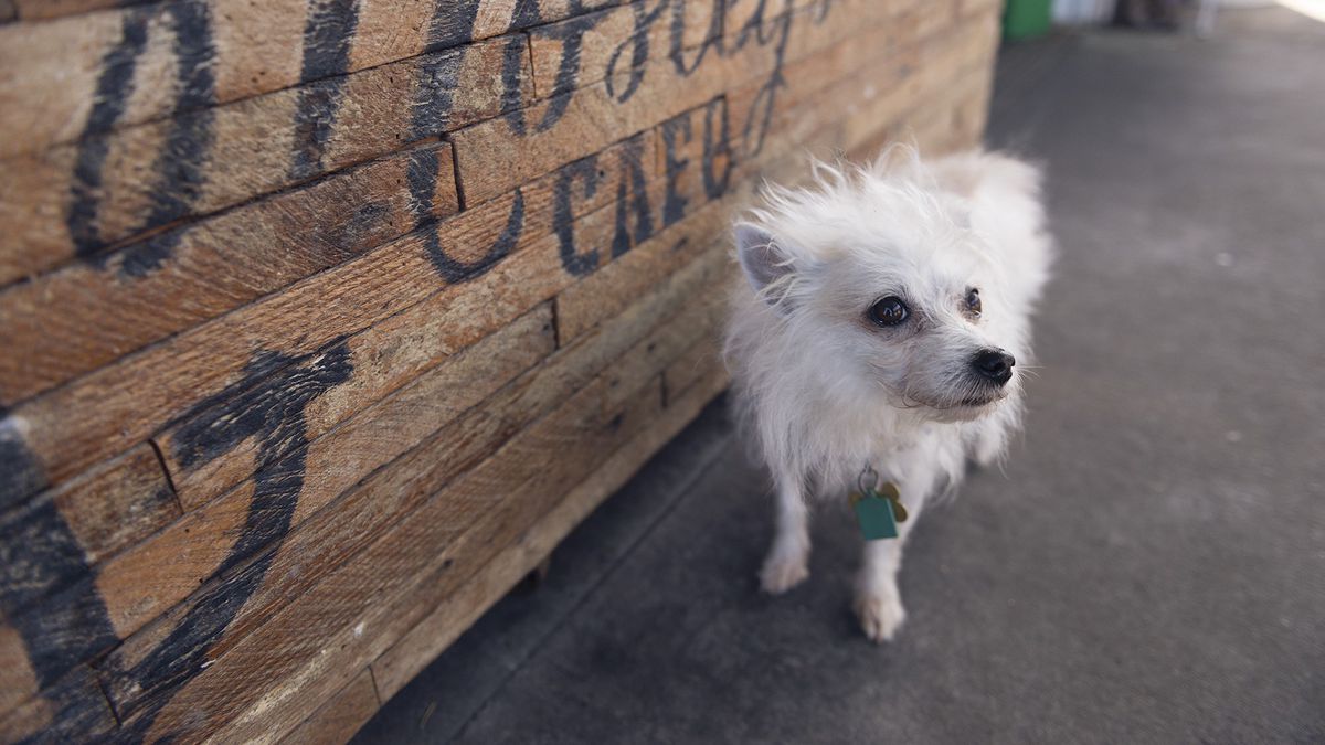 The Best DogFriendly Restaurant Patios in the East Bay  East Bay