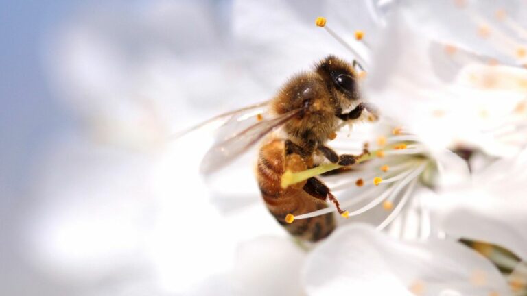 Will the Bayer-Monsanto Merger Further Harm Bees?