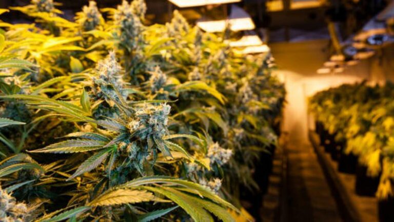 Friday’s Briefing: State Public Weed Bank Isn’t Feasible; Trump Threatens to Close Southern Border