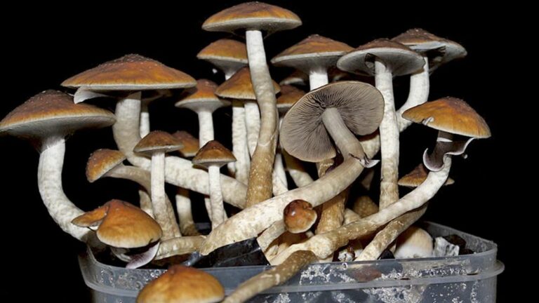 Eating Mushrooms Isn’t  Like Smoking a Joint