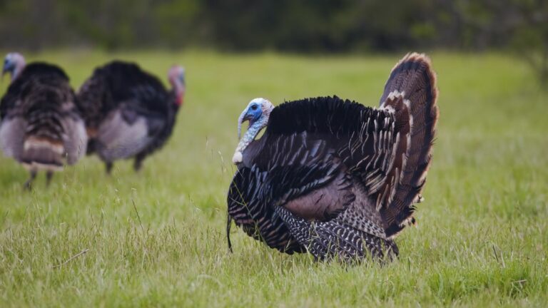 Thanksgiving Day Briefing: Hard rains coming this weekend; Bankruptcy judge says PG&E still liable for wildfires