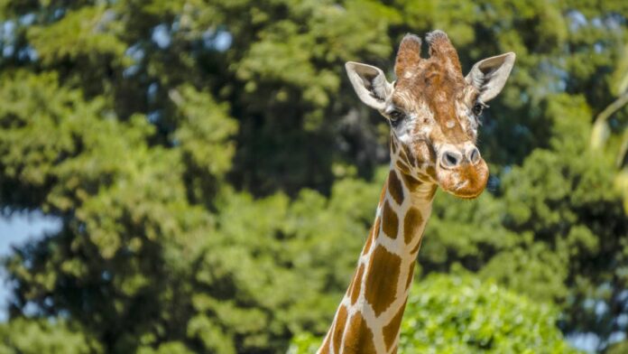 oakland_zoo_giraffe-featured
