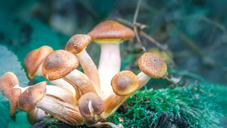 State leaders eye psychedelics