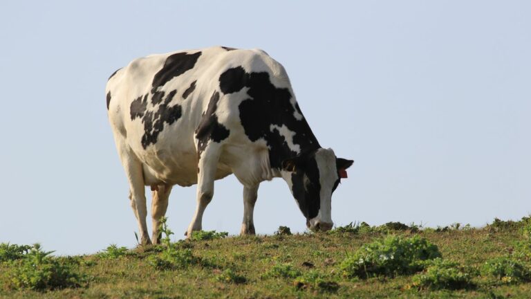 OUSD Beefs Up School Lunch with Meat from Retired Dairy Cows