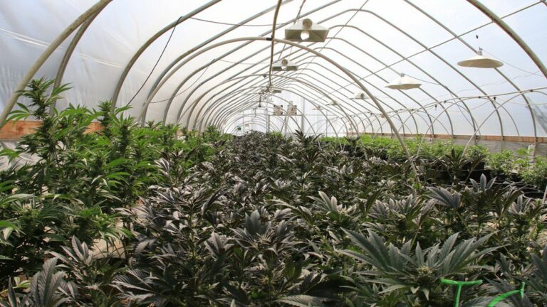 Here’s What’s Inside California’s Historic Medical Cannabis Regulations – AB 266