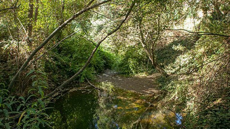 Sausal Creek: An Oakland Watershed Reborn