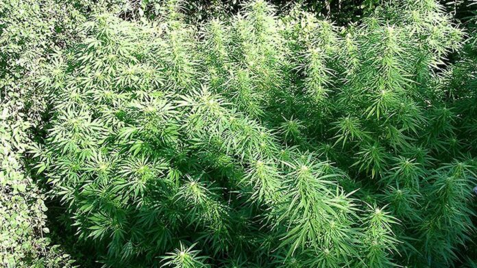 The Winners and Losers of California’s New Medical Marijuana Regulations