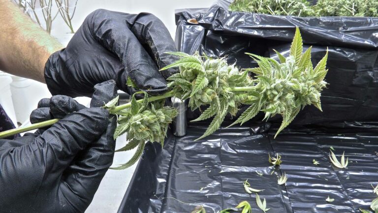 The New, Sean Parker-Backed Legalization Initiative: Here’s What’s Inside
