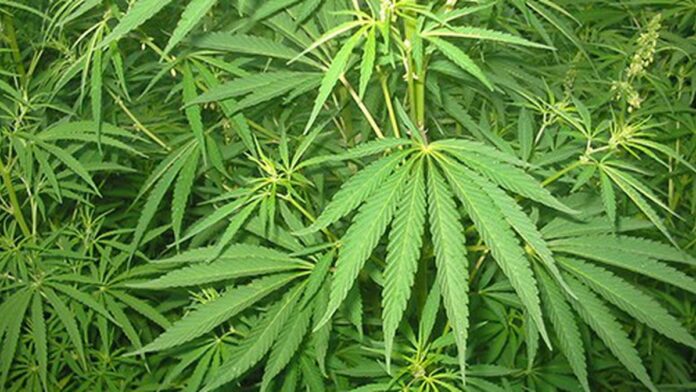 A Bumper Year for Pot