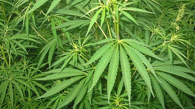 A Bumper Year for Pot