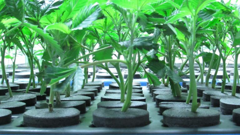California’s Leading Legalization Initiative Gathers Momentum