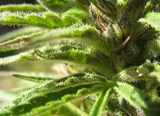 Oakland Needs to Okay Medical Cannabis Delivery Services