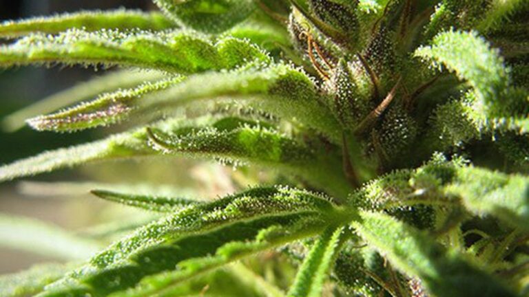Oakland Needs to Okay Medical Cannabis Delivery Services