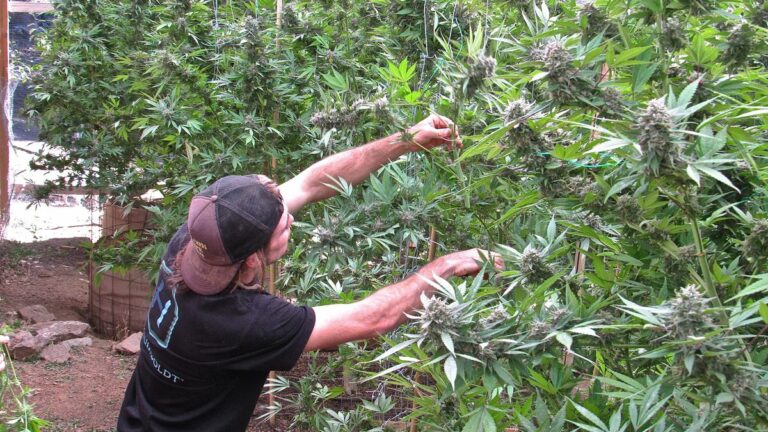 Growing Medical Weed Is NOT a Crime, California Appeals Court Rules