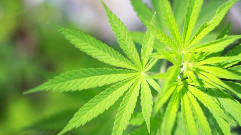 Thursday Must Reads: 49 Nurses Get Fired at Alameda County Jails; Legalized Pot Could Generate $1 Billion in Tax Revenues
