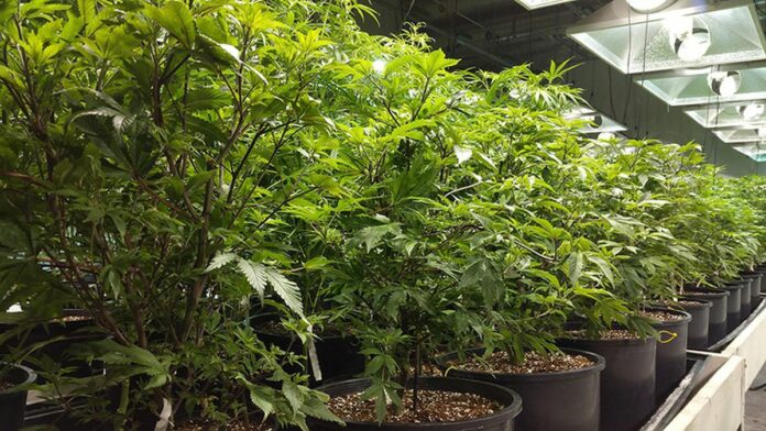 Oakland May Green-Light Eight New Pot Clubs a Year
