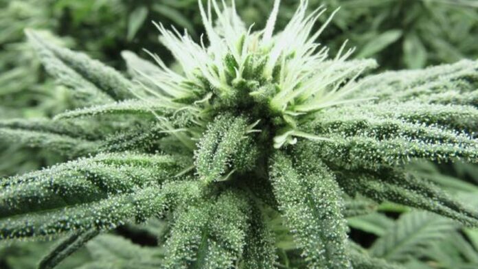 Which Pesticides Are Allowed on Marijuana?