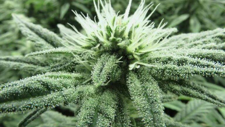 Which Pesticides Are Allowed on Marijuana? Which Pesticides Are Allowed on Marijuana?