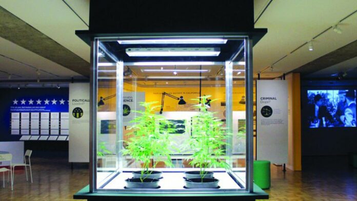 Altered State: Marijuana in California