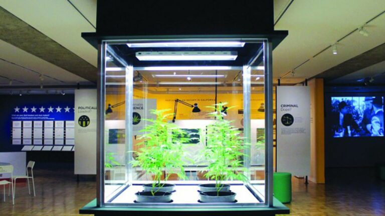 Altered State: Marijuana in California