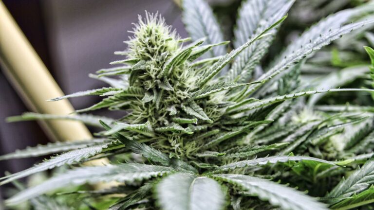 Alameda County Warms to the Green Rush