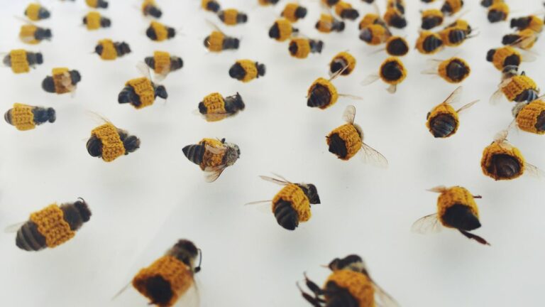 Esther Traugot’s Funeral for Bees