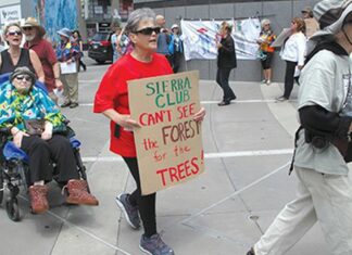 East Bay Environmentalists at Odds Over Future of Eucalyptus Trees