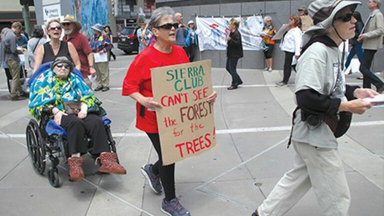 East Bay Environmentalists at Odds Over Future of Eucalyptus Trees East Bay Environmentalists at Odds Over Future of Eucalyptus Trees