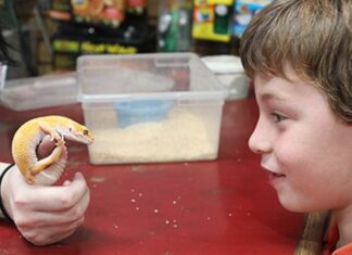 Pet Dragon, Anyone? Gifting a Pet from Berkeley’s Vivarium Doesn’t Have to be a Furry Affair