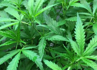 How Oakland Levels the Playing Field When it Comes to Marijuana Equity