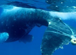 Environmentalists Sue the State Over Spike in Whale Entanglements in Crab Fishing Gear