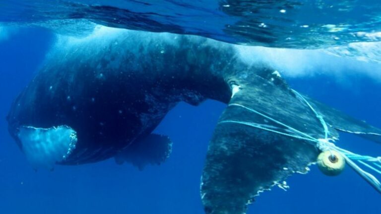 Environmentalists Sue the State Over Spike in Whale Entanglements in Crab Fishing Gear