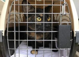 The East Bay SPCA Helps Overcrowded North Bay Animal Shelters Affected by Fire