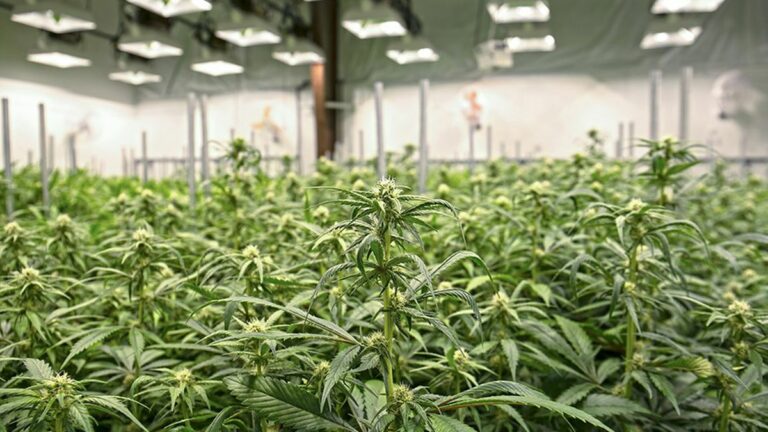 Warehouse Weed Farming in Richmond’s Wild West