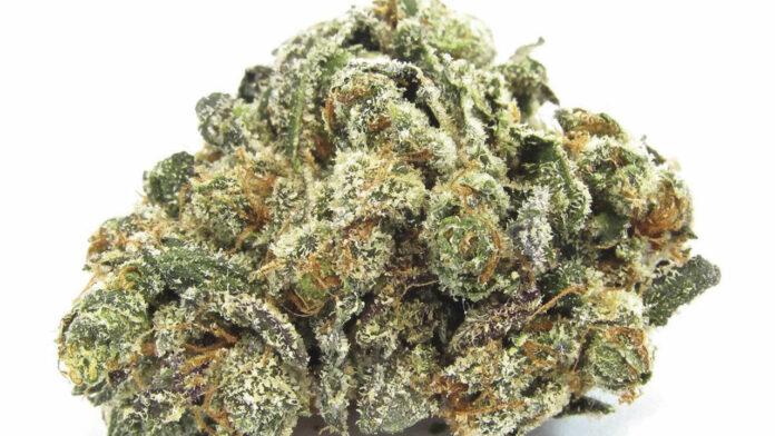 CHRONIC-EBX2127