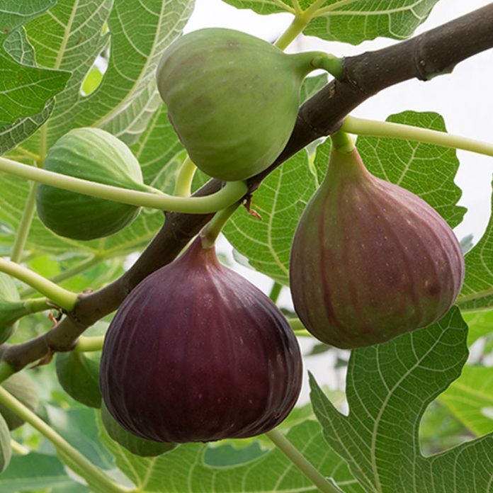 brown-turkey-fig.1