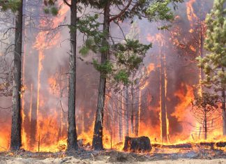 Flame and Fortune: It’s trees vs. fire in an attempt to get ahead of California’s pending summer of smoke