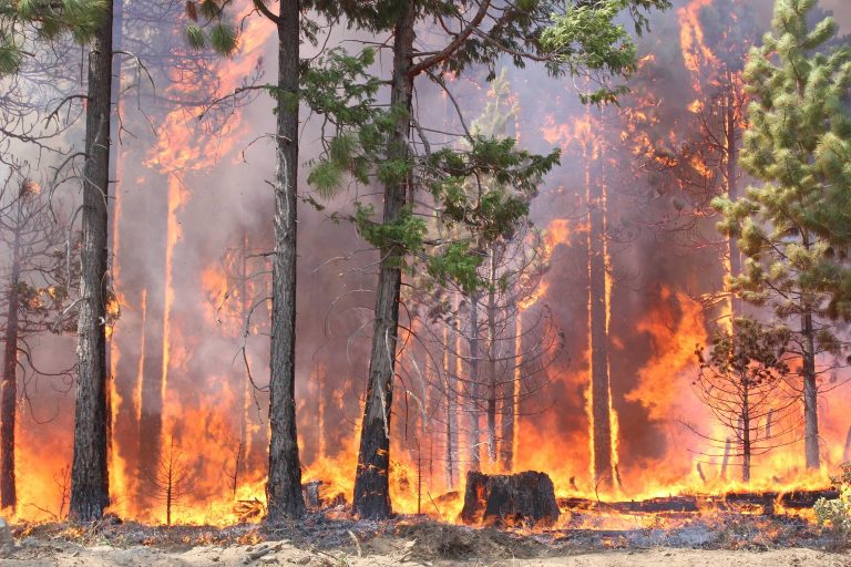 Flame and Fortune: It’s trees vs. fire in an attempt to get ahead of California’s pending summer of smoke