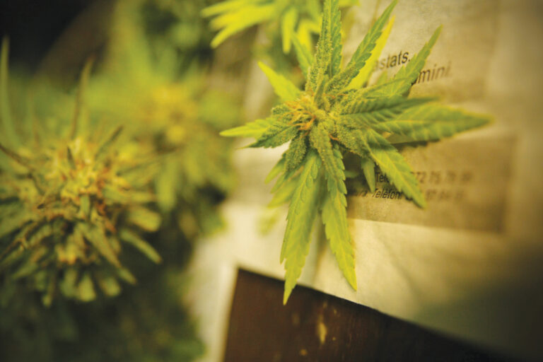 Ah, Free Enterprise: Does legal weed mean ‘Big Weed?’