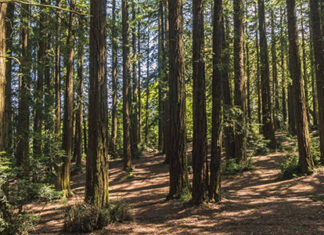 Big Red: Roberts Regional Recreation Area