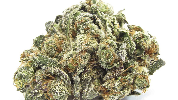 CHRONIC EBX2239